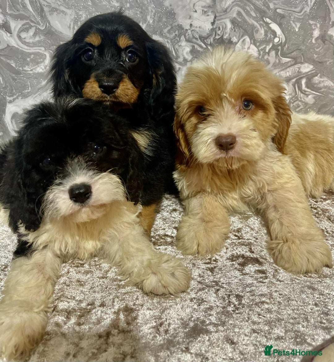 Cavalier King Charles Spaniel dogs for sale: Quality cavalier King Charles spaniel pups - Image 1