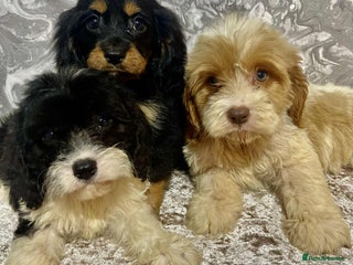 Mixed Breed dogs Quality cavalier King Charles spaniel pups - Advert 1