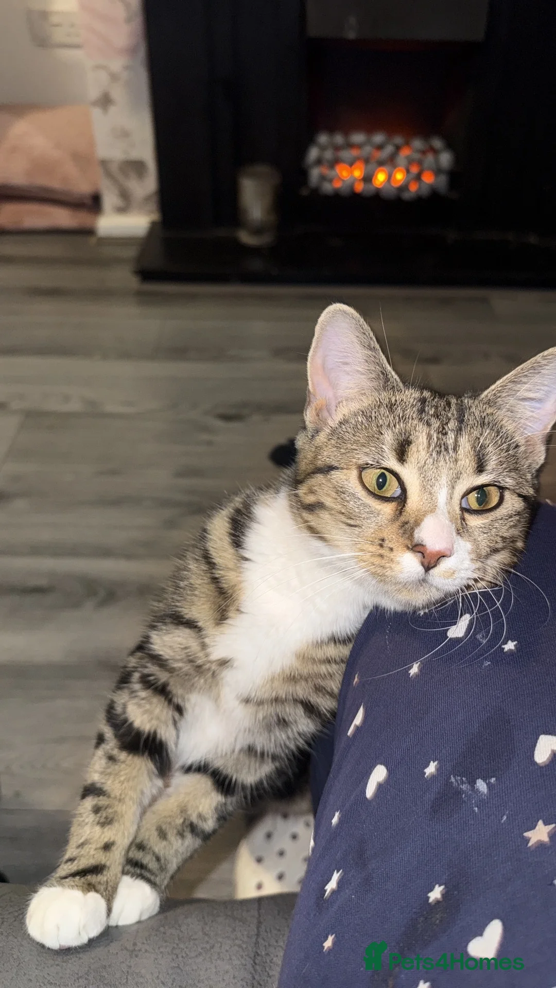 Mixed Breed cats for sale: 7 month tabby female  - Advert 2