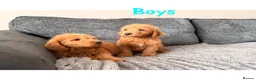 Labradoodle dogs for sale: 4 beautiful labradoodle puppys in Southampton - Advert 4