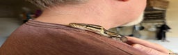Python Snake reptiles for sale: Wild type royal python - Advert 2