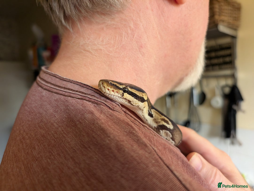 Python Snake reptiles for sale: Wild type royal python - Advert 2