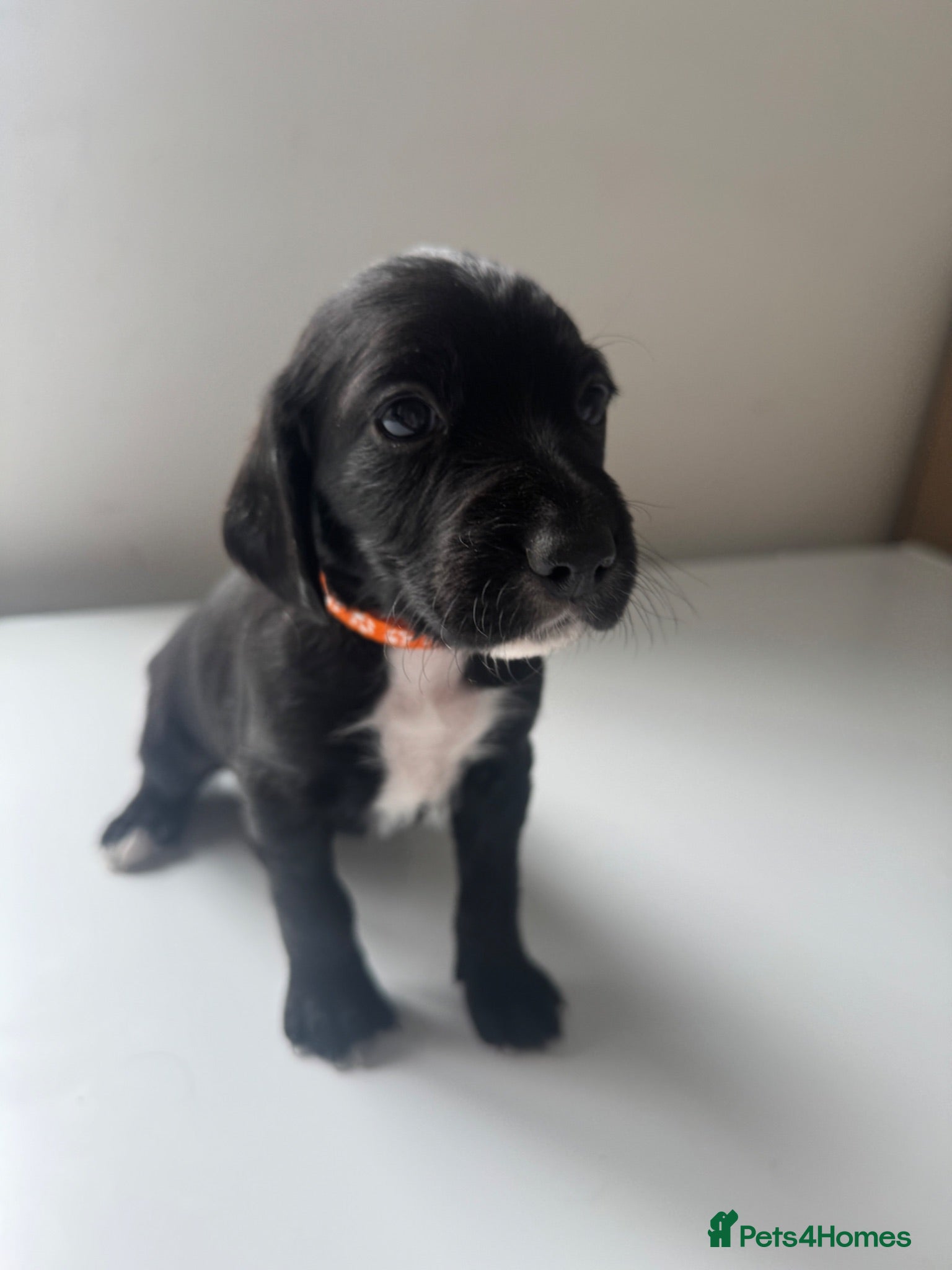 Mixed Breed dogs Beautiful GSD x cocker spaniel x Irish setter pups - Advert 1