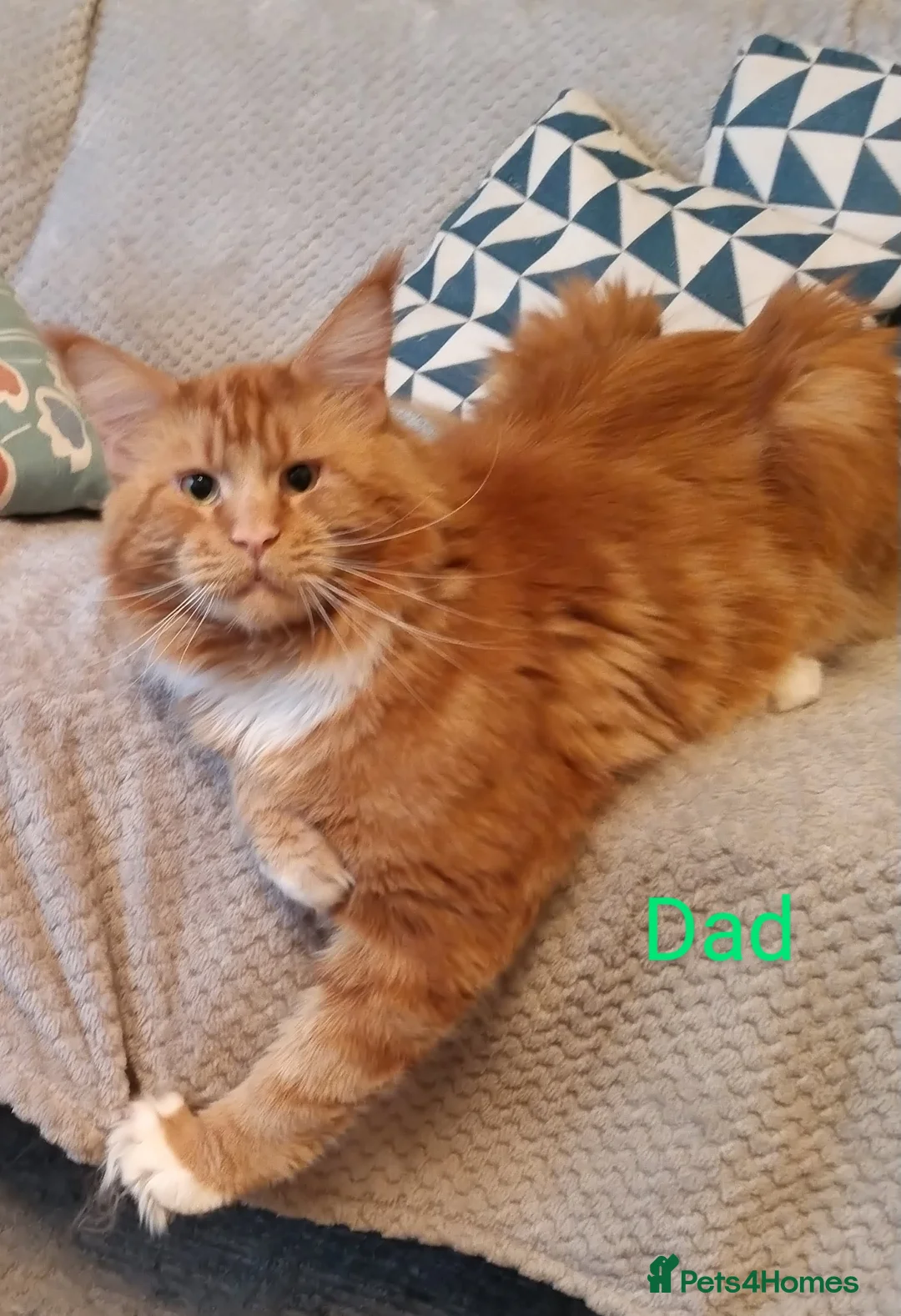 Maine Coon cats for sale: XL maine coon kittens for sale  in Forres - Advert 9