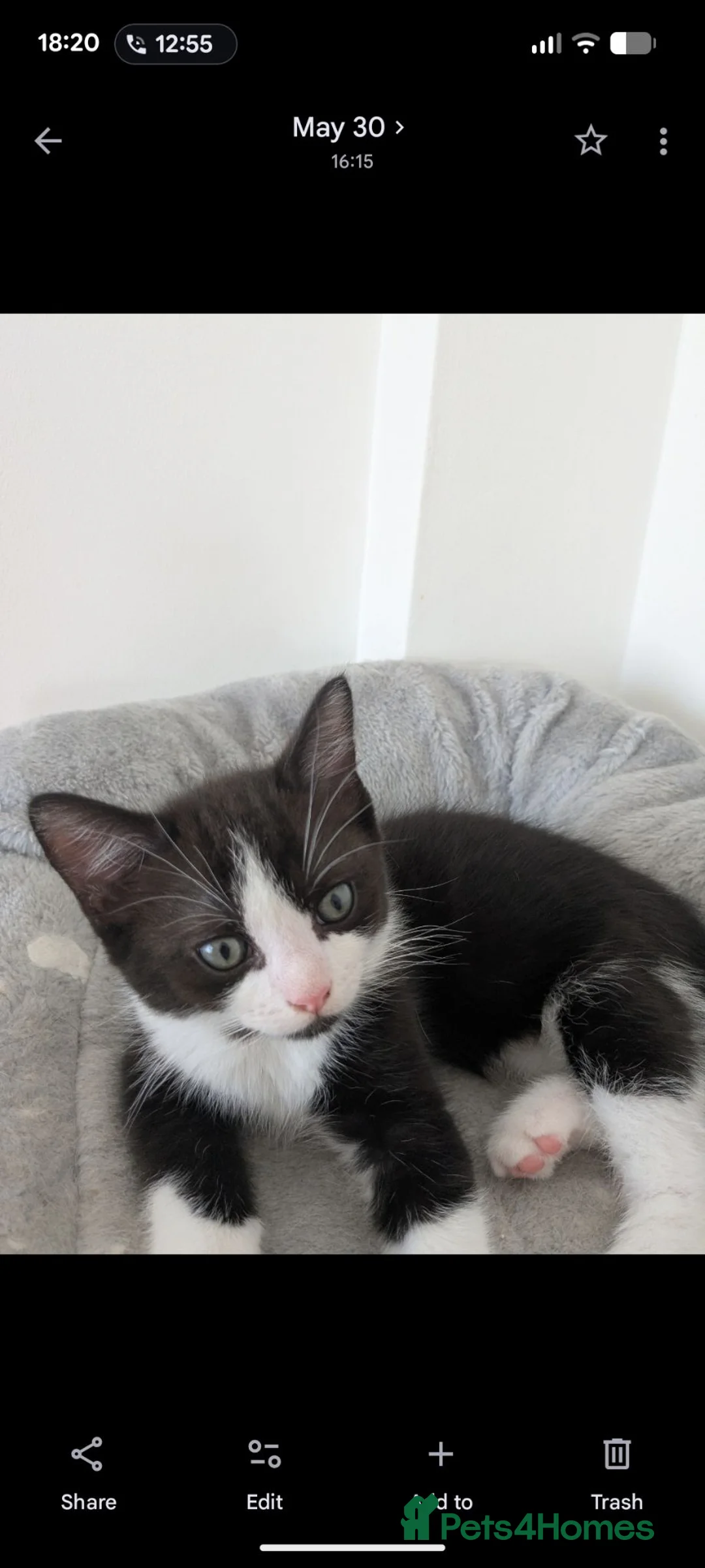 Mixed Breed cats for sale: Kiten - Advert 2
