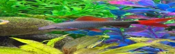 Sharks fish for sale: Rainbow shark  in Prescot - Advert 3