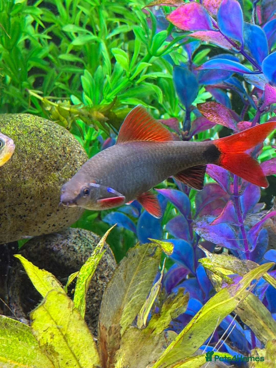 Sharks fish for sale: Rainbow shark  in Prescot - Advert 3