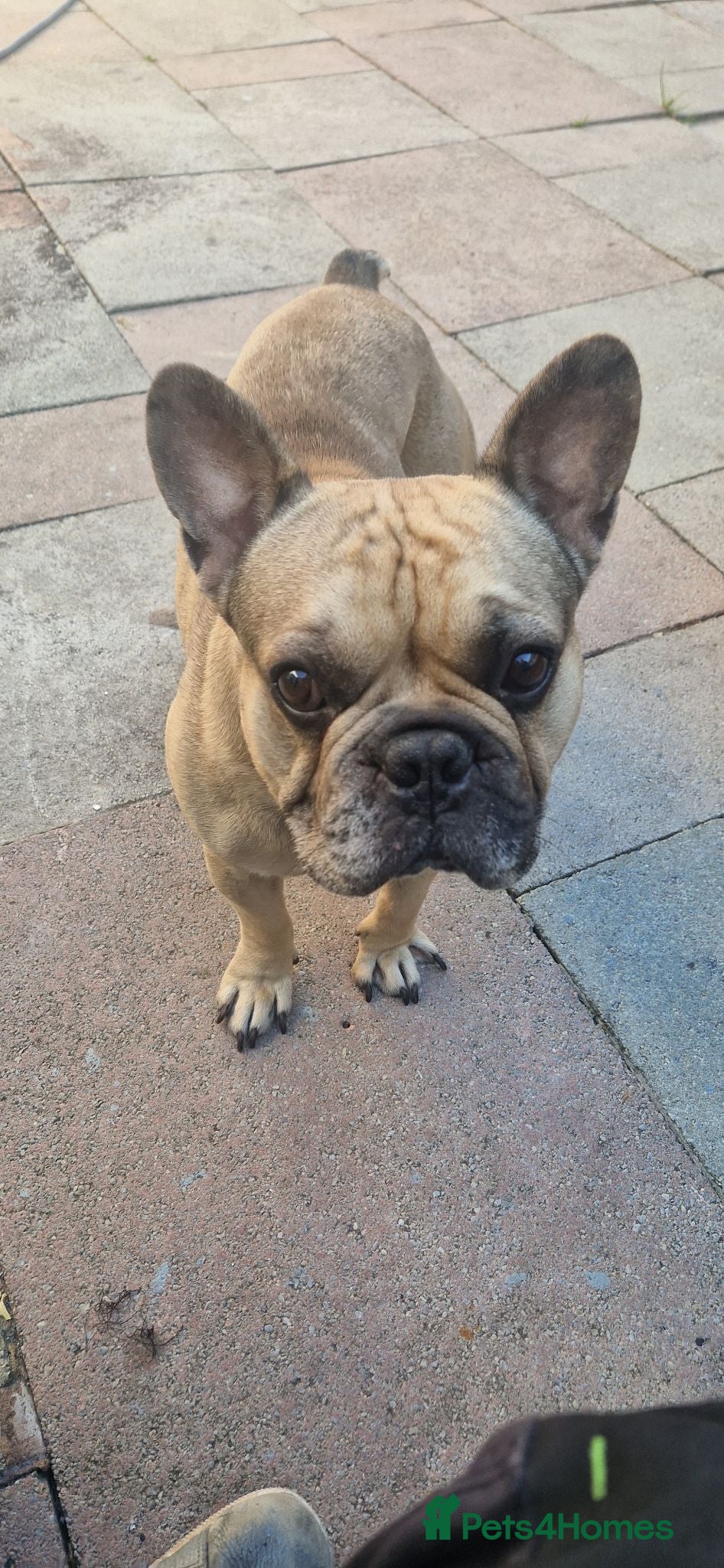 French Bulldog dogs Chocolate Merle French Bulldog  - Advert 1