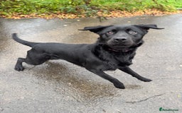 Labrador Retriever dogs for sale: lovely Female for sale  - Advert 3