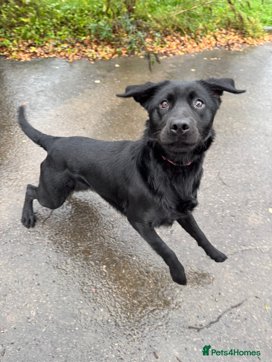 Labrador Retriever dogs for sale: lovely Female for sale  - Advert 3