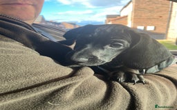 Mixed Breed dogs for sale: Black puppy with white strip on chest  - Image 14