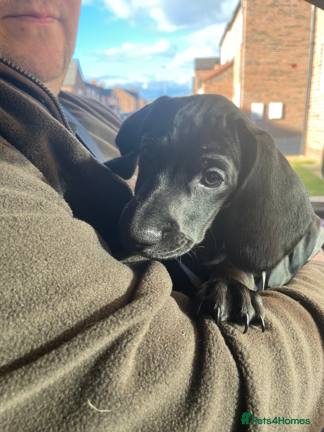 Mixed Breed dogs for sale: Black puppy with white strip on chest  - Image 14