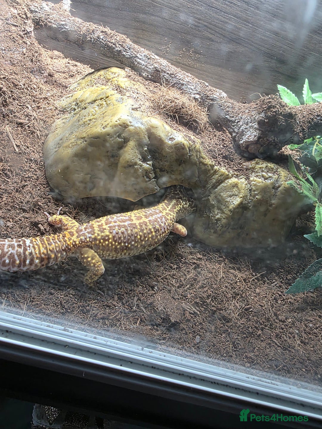 Gecko reptiles for sale: Leopard gecko. - Advert 2