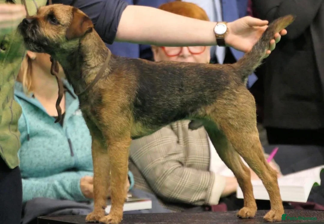 Border Terrier dogs for sale: 7 gorgeous Border Terrier puppies!!  - Advert 6