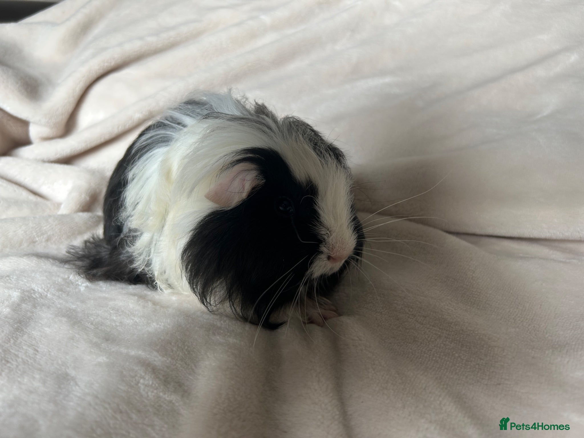Guinea Pig rodents for sale: Baby Guinea pigs  - Advert 9