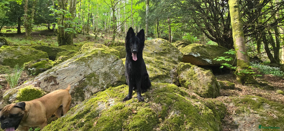 German Shepherd dogs for sale: Long coat black German shepherd  - Image 3