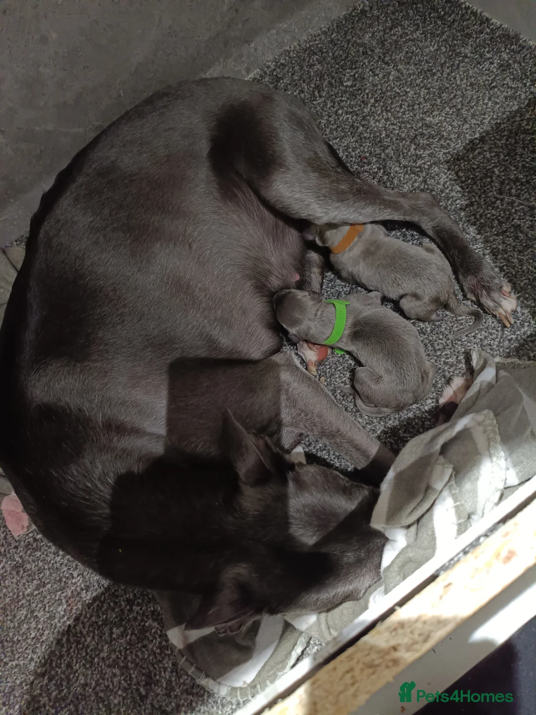 Whippet dogs for sale: KC Registered Whippet Puppies - Advert 2