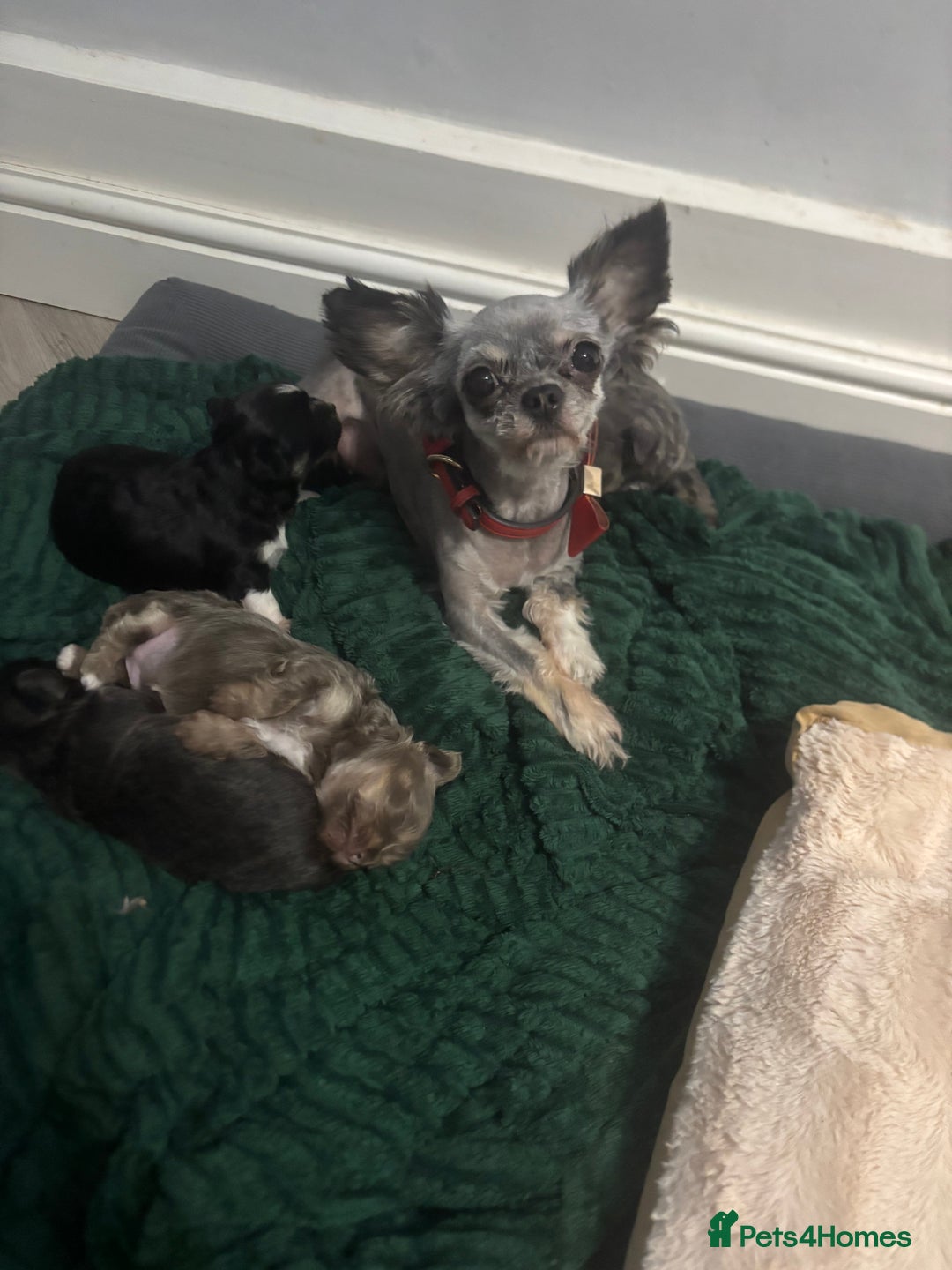 Chihuahua dogs for sale: Chihuahua pups - Advert 1