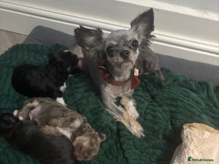 Chihuahua dogs Chihuahua pups - Advert 7