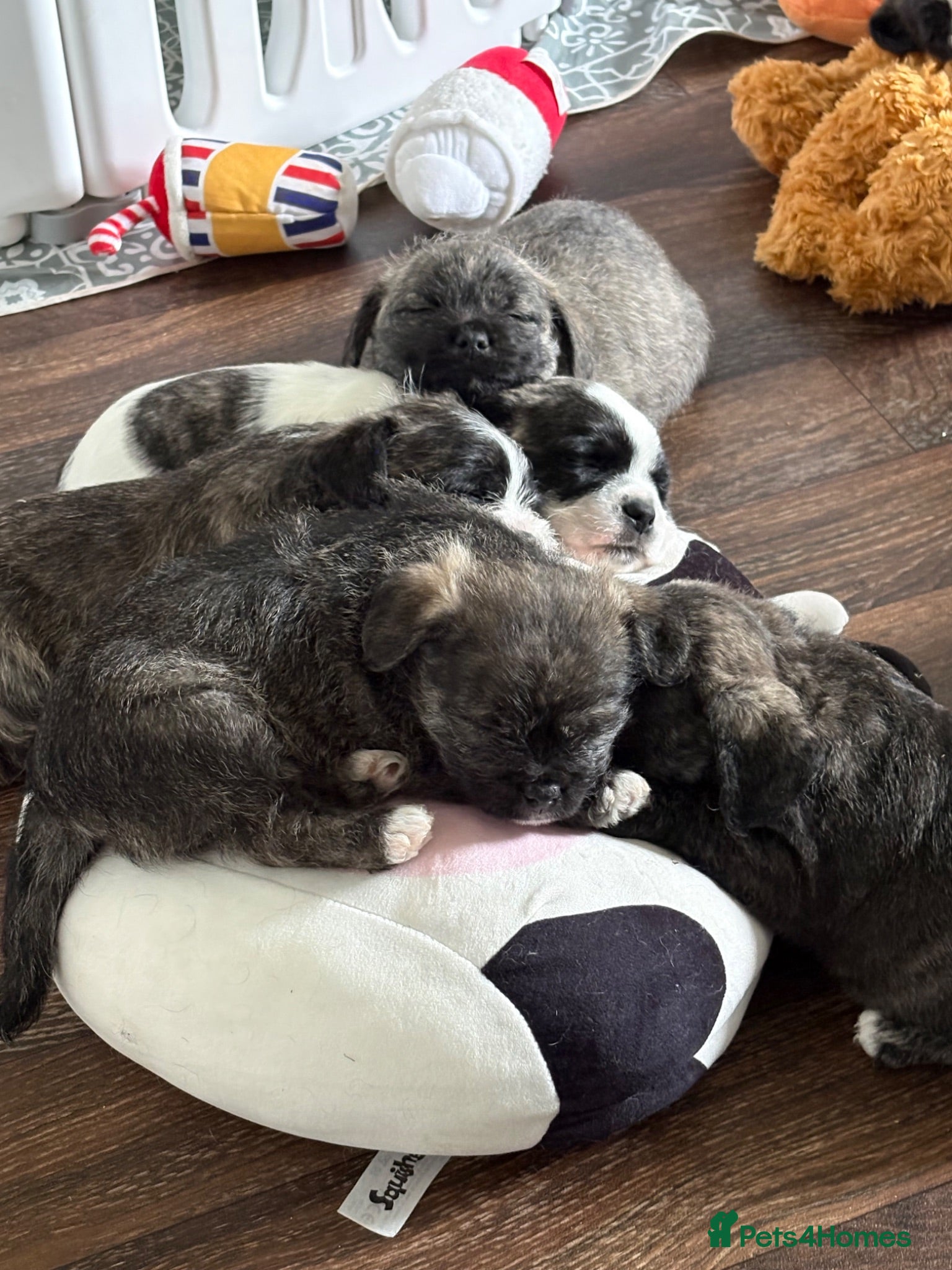 Mixed Breed dogs Pugland Puppies  - Advert 2