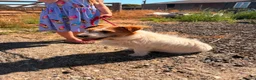 Jack Russell dogs for sale: Delightful Miniature Jack Russell Pups - Advert 6