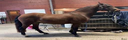 Other Breed horses for sale: Welsh x Hanovarian for sale   in Halkirk - Advert 3