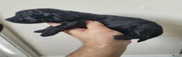 Mixed Breed dogs for sale: Cockapoo x pochon pups - Advert 4