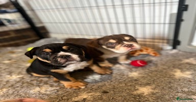 English Bulldog dogs - Advert 15