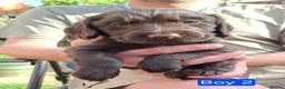 Cocker Spaniel dogs for sale: Gorgeous litter of Cocker Spaniel Puppies - Advert 13