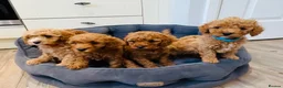 Cavapoo dogs for sale: Cavapoos Extensive DNA & Heart tested - Advert 5