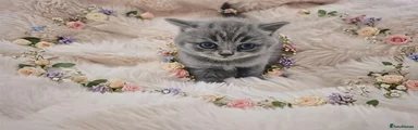 British Shorthair 1