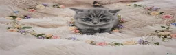 British Shorthair cats for sale: British shorthair pedigree kittens for sale  - Advert 10