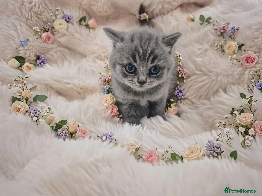 British Shorthair cats for sale: British shorthair pedigree kittens for sale  - Advert 10