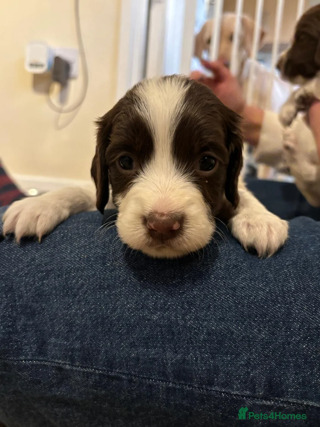 English Springer Spaniel dogs for sale: Beautiful bouncy English springer spaniel puppies - Advert 2