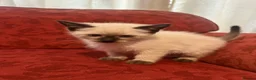 Ragdoll cats for sale: Ragdoll kittens - Advert 5