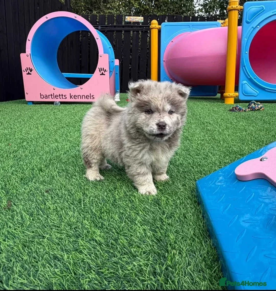 Chow Chow dogs for sale: Genuine exotic colour chowski puppies for sale - Advert 1