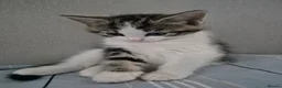 Mixed Breed cats for sale: Kittens available - Advert 9