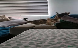 Mixed Breed cats for sale: 4 kittens - Image 10