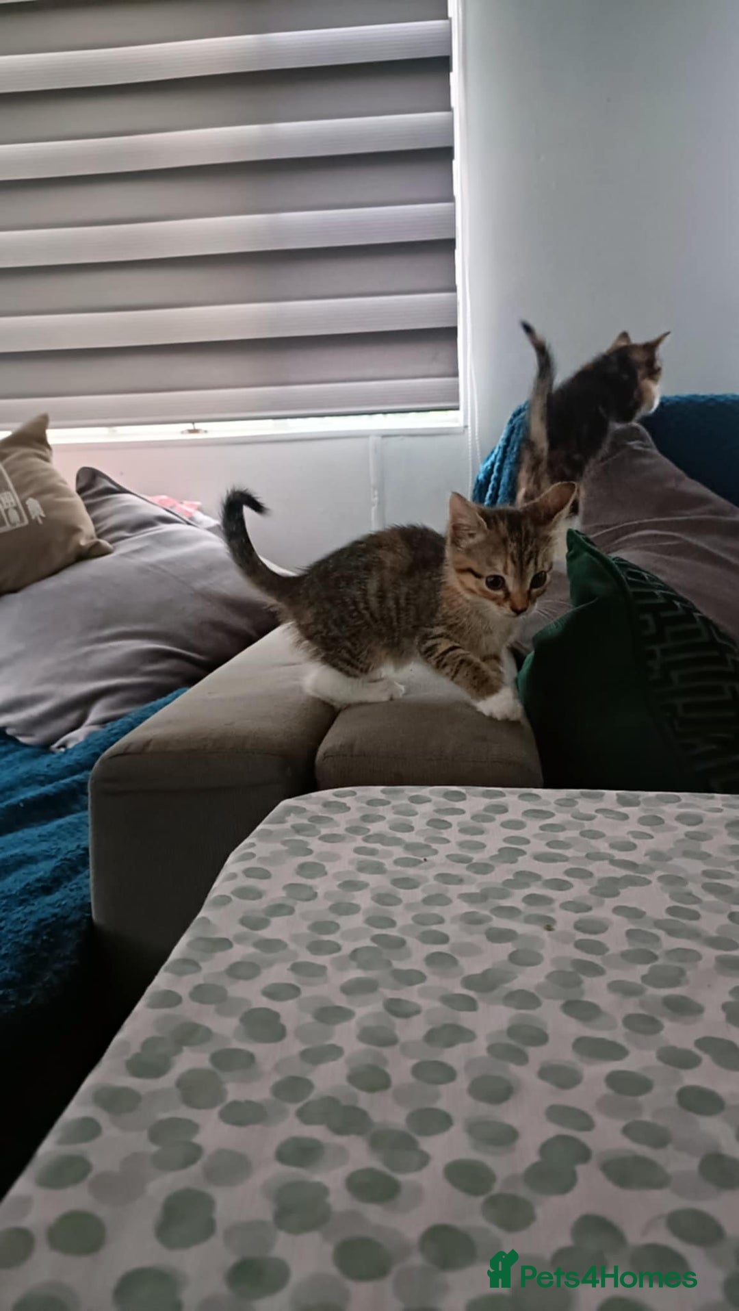 Mixed Breed cats for sale: 4 kittens - Image 10
