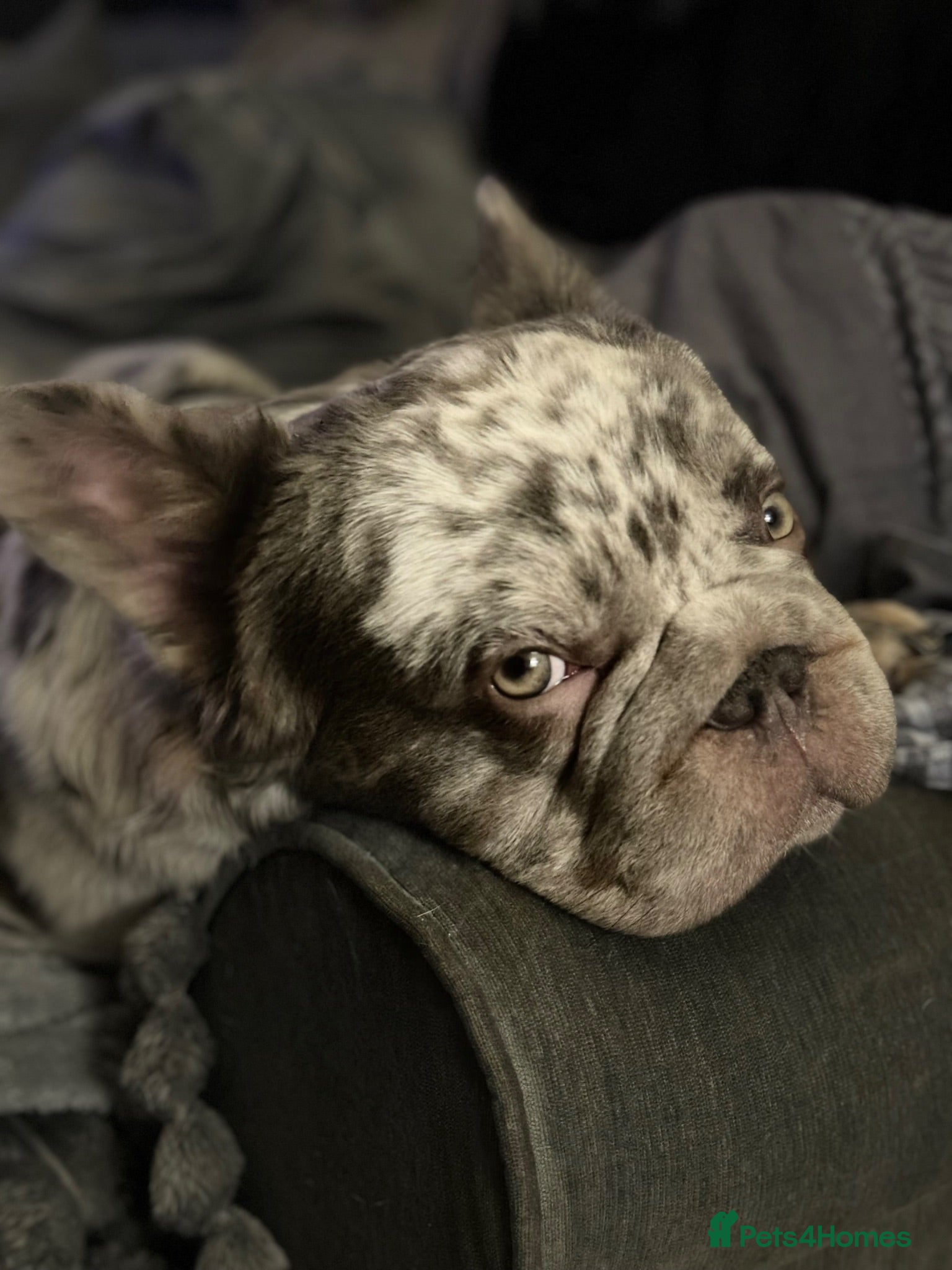 French Bulldog dogs Lilac Merle Full Fluffy French bulldog STUD - Advert 3