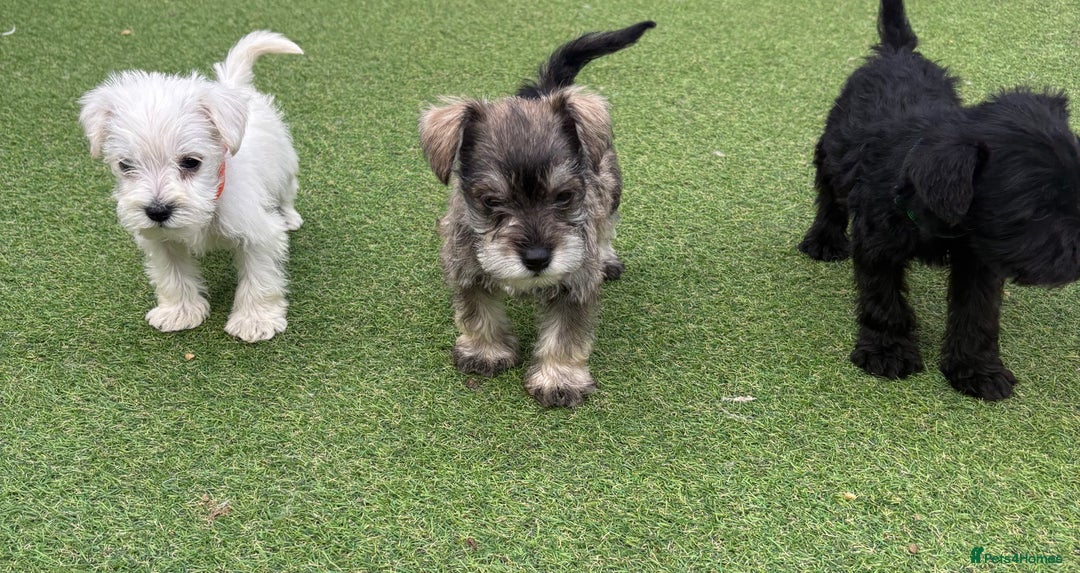 Schnoodle dogs for sale: Stunning litter of Schnoodle pups - Image 11