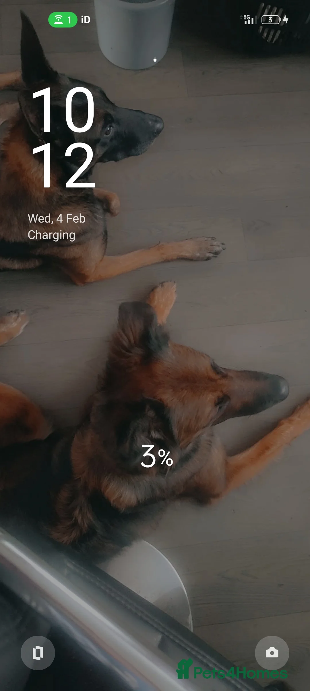 Belgian Shepherd Dog dogs for sale: Belgium malinois puppies  - Advert 1