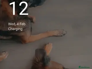 Belgian Shepherd Dog dogs Belgium malinois puppies - Advert 1