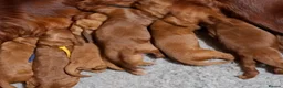 Irish Doodle dogs for sale: 🐾 Beautiful Irishdoodle Puppies - Advert 20