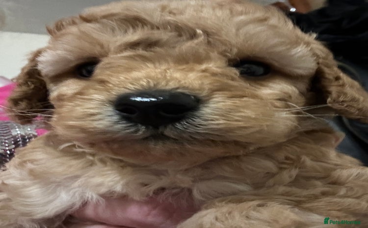 Toy Poodle dogs - Advert 1