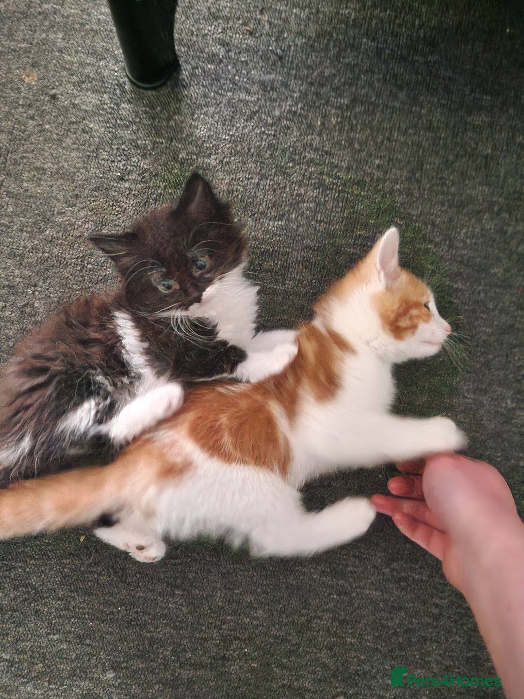 Mixed Breed cats for sale: 4x kittens for sale  in Spalding - Image 4