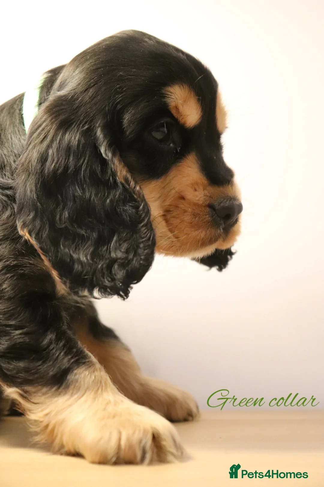 Cocker Spaniel dogs for sale: Two outstanding show cocker spaniels  - Advert 4