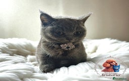 British Shorthair cats for sale: 🐾 Blue British Shorthair Kittens  🐾 - Image 6