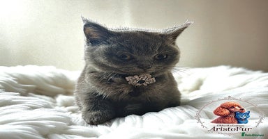 British Shorthair cats - Advert 1