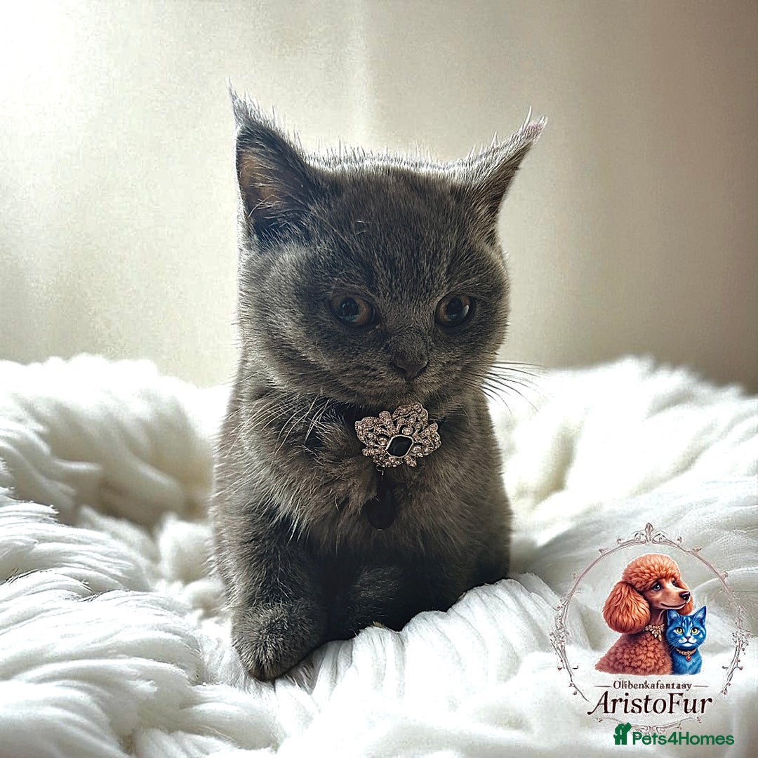 British Shorthair cats for sale: 🐾 Blue British Shorthair Kittens  🐾 - Image 6